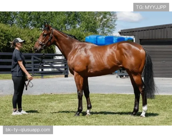 富里睡醒发现自家马场又多了一匹纯血马，这月第几回了？